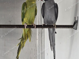 Ringnecks