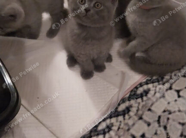 British Shorthair kittens