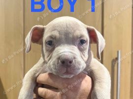 American bully puppies