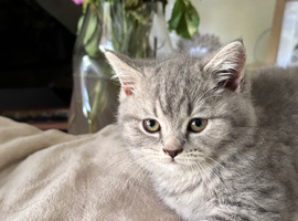 British short hair kittens