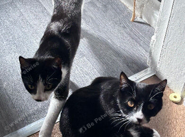 2 x kittens aged 10 months
