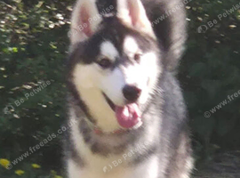 11 months old male Siberian Husky