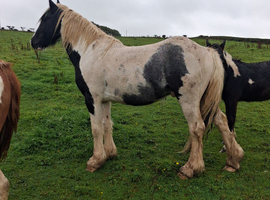 Coloured cob driving stallion
