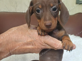 BEAUTIFUL DACHSHUND BABIES