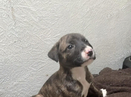 Slukie bullgryhound