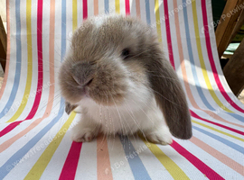 Two litters Giant pure bred French lop rabbits