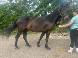 3 year old 13.2hh gelding summer project