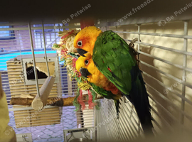 Pair of jenday conures