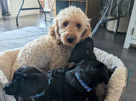 Poodle x French bulldog