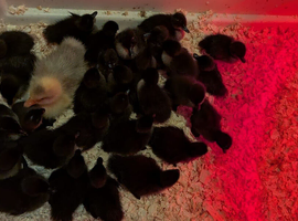 Cayuga ducklings