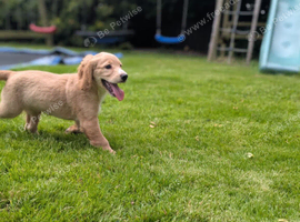 Cocker spaniel pup