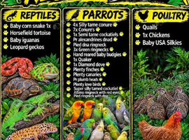 Reppys and parrots