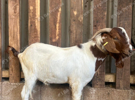 Boer Billy goat