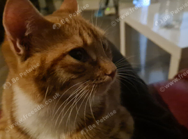 Ginger cats