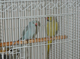 Indian ring neck parrots