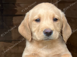 Pure Labradors ready now.