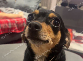 Cookie