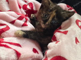 2 tortoiseshell kittens