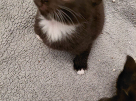 Sweet loving kittensone little kitten