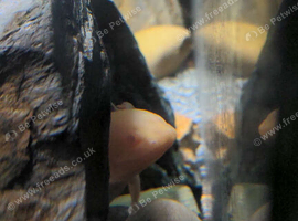 3 axolotls 1 albino snd 2 wild type the wild types are a breeding pair have had 2 sets of babys already