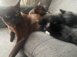 Burmese Mix