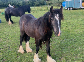 Pretty black yearling colt