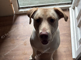 1 Labrador puppy 15 months