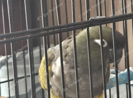 Patagonion conure