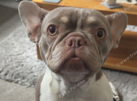 Lola