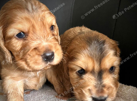 Beautiful KC registered Cocker Spaniels
