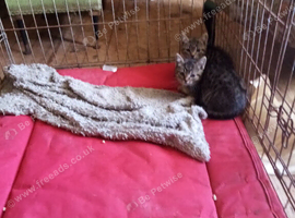 2 tabby strip kitten for sale 8 weeks old