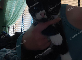 Beautiful kitten