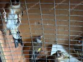 Goldfinches rung