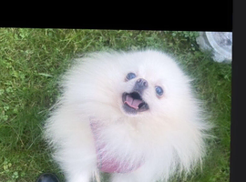 1.4kg teddy Pomeranian chiao li ya kc stud