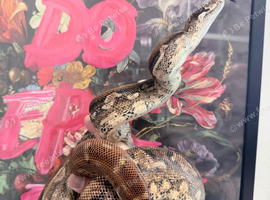Hypo Inca Aztec boa