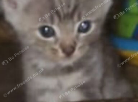Rare grey/blu Bengal baby boy