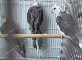 3 cockatiels for sale!