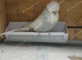 Exhibition budgies