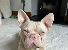 Male pink french bulldog