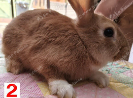 Baby Bunny for Sale in Northampton