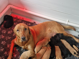 Mixed litter labrador puppies
