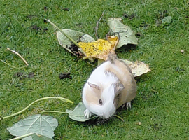 3 female guinea pigs