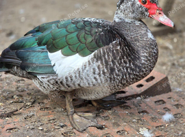 Muscovy ducks looking for new pond