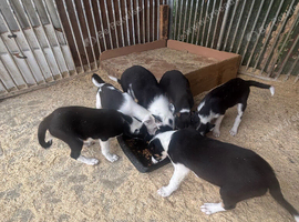 Border collie puppies for sale