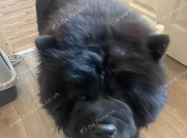 Needs 1-1 home