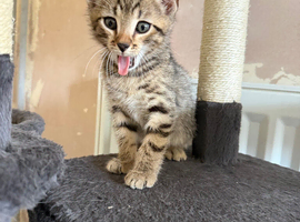 Last female kitten(bengal)