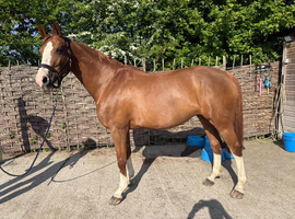 Broodmare/Fun Allrounder