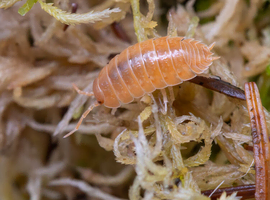 Porcellio Laevis Giant Orange & Dairy Cow Isopods