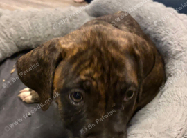 5 american bulldog x presa canario puppies for sale