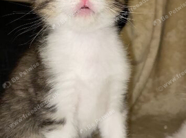 Beautiful male kittens